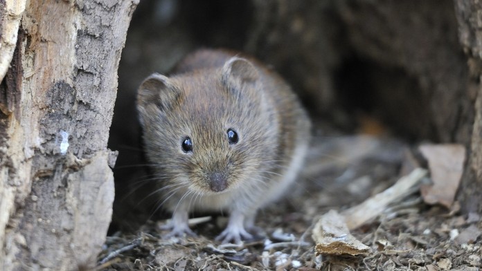 Odborníci objevili nový koronavirus. Narazili na něj u běžných hlodavců