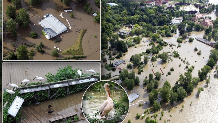 Podívejte se, jak Vltava zničila pražskou zoo. Z toho jdou slzy do očí