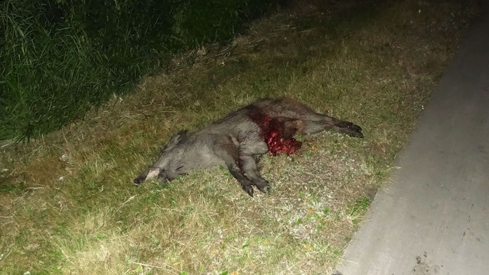 Motorkáři vběhl do cesty divočák, mašina po pádu vzplála