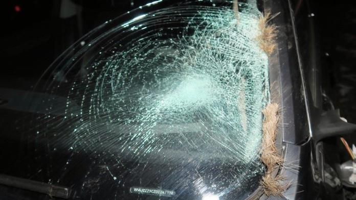 Řidičce na Českolipsku skočil na auto jelen