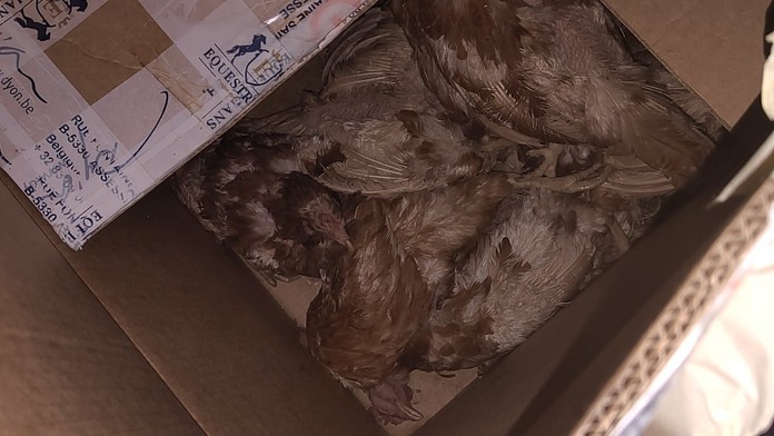 Žena chtěla zachránit slepice z klecí. Při nevhodné přepravě skoro všechny zahynuly