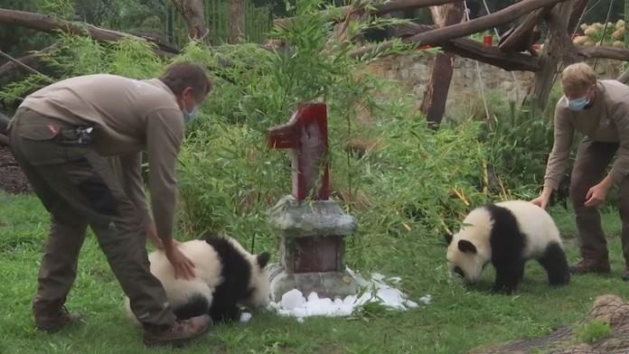 Pandí dvojčata v berlínské zoologické zahradě oslavila první narozeniny