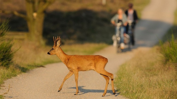 Cyklistu vystrašila srna. Skočila mu do náručí, zraněný skončil v nemocnici