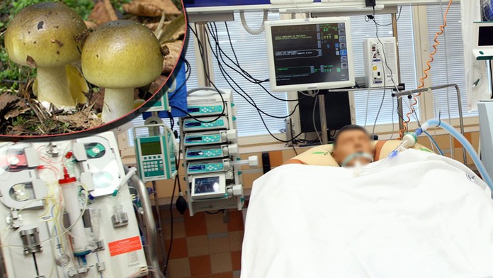 Houby mají první oběť! Muž si pochutnal na muchomůrce a nepřežil to