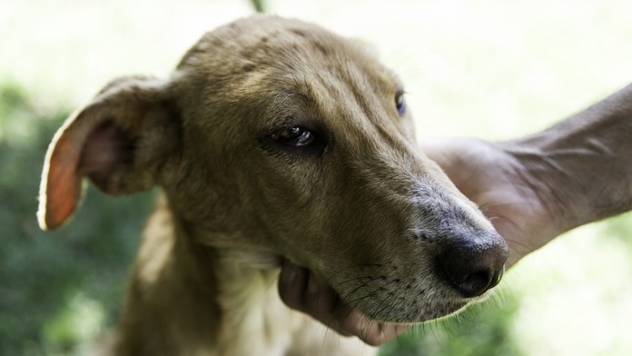 Polsko hlásí nové případy vztekliny. Veterináři objevili hned dvě ohniska