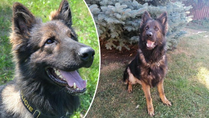 Psí hrdina Majk opět zazářil! Tentokrát zachránil život ztracenému seniorovi