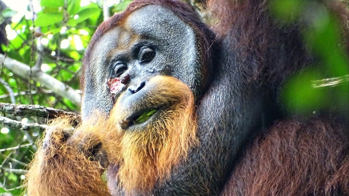 Orangutan si sám vyléčil zranění na hlavě, něco takového vědci ještě neviděli