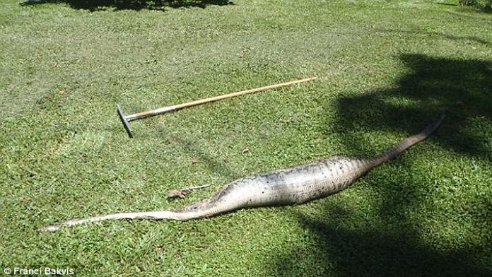 Rodině se ztratil kocour, na zahradě čekalo děsivé překvapení