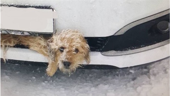 Auto srazilo psa, zaklínil se do nárazníku! Řidič si ničeho nevšiml