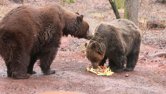 Smutná zpráva, chomutovský zoopark se rozloučil s medvědem Nerem