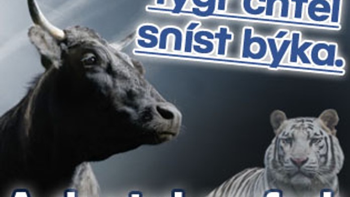 Tygr chtěl sníst býka. A dostal na frak
