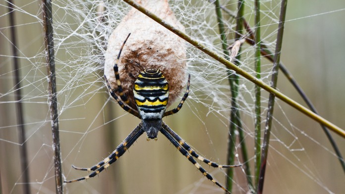 Jak z filmu Arachnofobie! Obří jedovatí pavouci zaplavili americká města