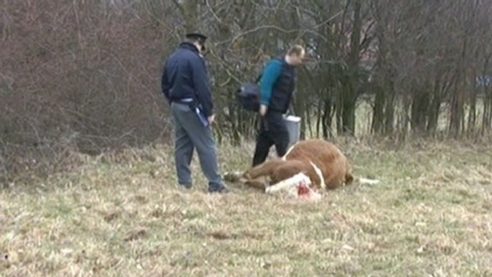 Střelec skolil krávy přímo na pastvě