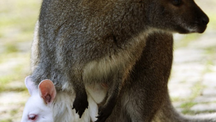 RARITA: V německé zoo se narodil bílý klokan