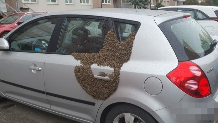 Muži se na autě zabydlel roj vos. Pomohli mu až hasiči