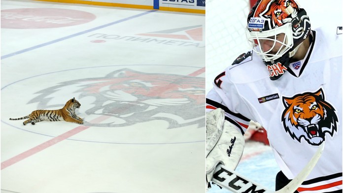 Úlet? Na ledě KHL místo hokejistů tygři. I to je klub, kde hrají Češi!