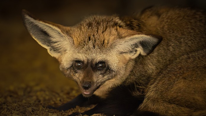 Ze Zoo Na Hrádečku utekl pes ušatý