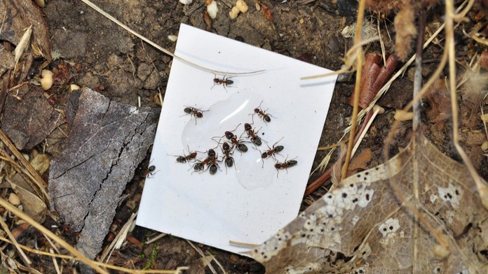 V Somálsku se šíří nová droga. Lidé tam vaří mravence, kteří žijí i v Česku