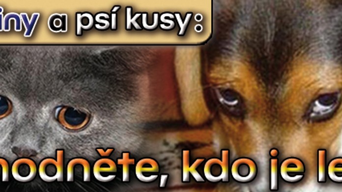 Kočičiny a psí kusy: rozhodněte, kdo je lepší!