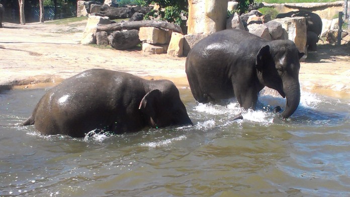 Sloni v pražské zoo: Tropy je netrápí. Podívejte se, jak dokážou řádit ve vodě