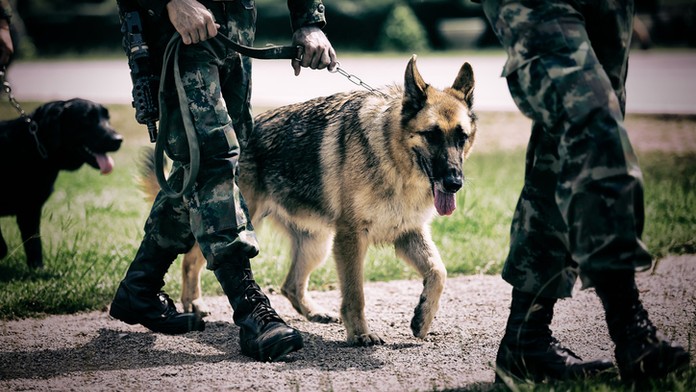 Psí hrdinové hledají domov! Armáda je nabízí za pár stovek