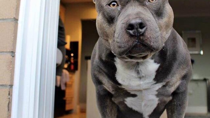 "Ano! Ne!" Pitbul odpovídá majitelce na otázky! VIDEO