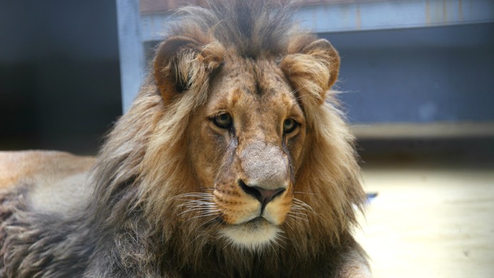 Vánoce v brněnské zoo: Narodila se tam mláďata lva konžského!