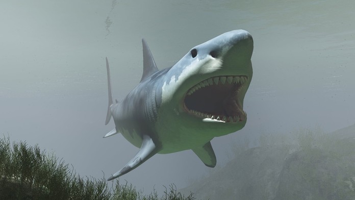 Obří žralok Megalodon: 30metrové monstrum žije v oceánu, tvrdí lidé