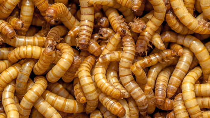 Evropská unie dala zelenou červům, komise je schválila jako potravu