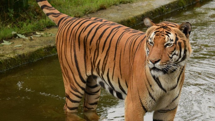 Floridská zoo musela utratit oblíbeného tygra. Zaútočil na uklízeče