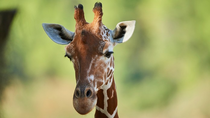 Tragédie v zoologické zahradě: Žirafa si zlomila vaz