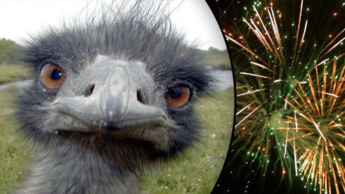 HYENY: Pštrosa Vendu zabili pyrotechnikou! Jen tak pro zábavu