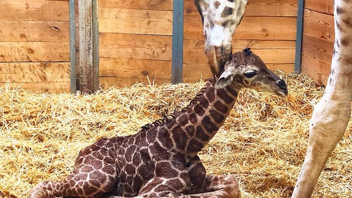 Žirafí babyboom v pražské zoo! Narodilo se už druhé mládě