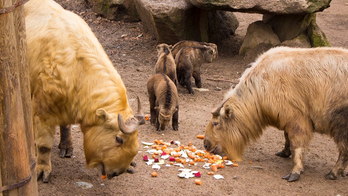 Plzeňská zoo získala čínské takiny zlaté. Jsou stejně vzácné jako pandy