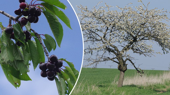 Výstava, kde se můžete najíst? Takové třešně jste ještě neochutnali