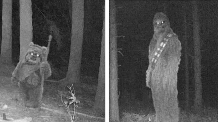 Fotopasti na Šumavě zachytily něco neobvyklého! Tyhle návštěvníky nikdo nečekal