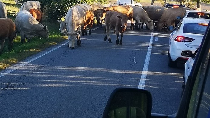 Stádo krav na Jihlavsku zablokovalo dopravu. Pásly se přímo na silnici