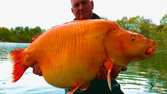 Rybář chytil nepolapitelnou zlatou rybku. Je gigantická, bojoval s ní půl hodiny