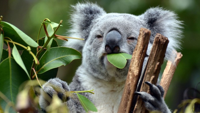 Medvídci koala mizí! Z Austrálie jich za poslední tři roky ubyla třetina