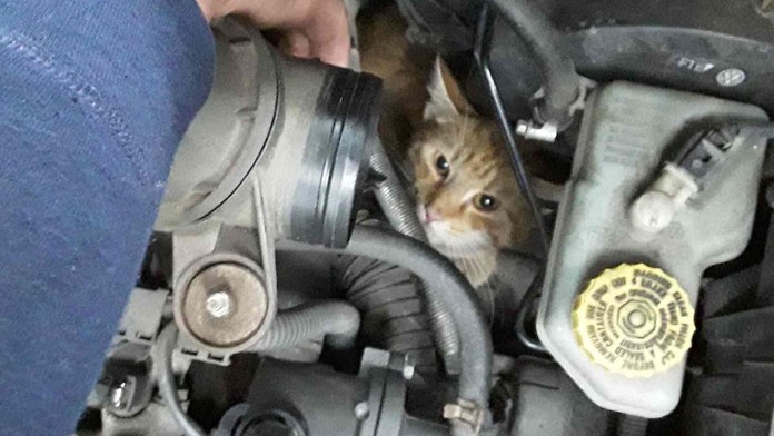 Kuriózní záchrana: V Přerově hasiči tahali z motoru auta kočku!