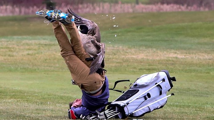 Fotografie, která boří internet! Golfistu sestřelila divoká husa