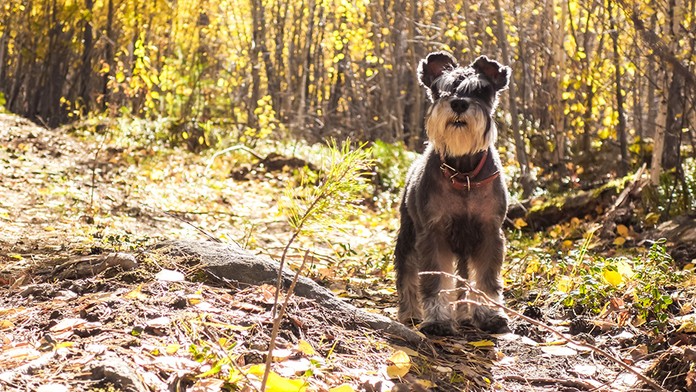 Fenka spolkla žalud, měla z toho těžkou otravu. Buďte obezřetní, varují veterináři