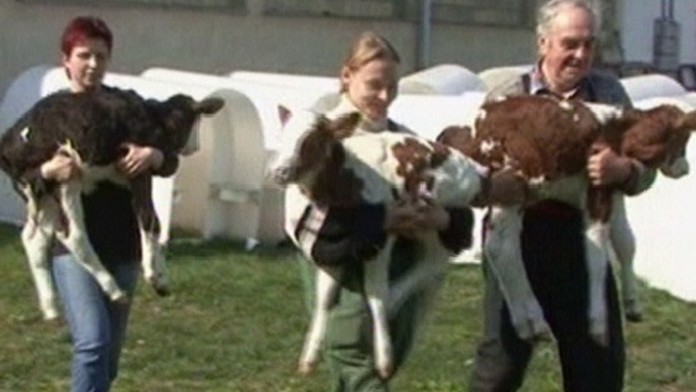 Kráva porodila trojčata