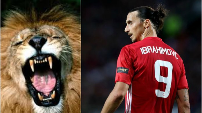 Zlatan je zpět ve hře! Proč o sobě mluvil jako o lvu?