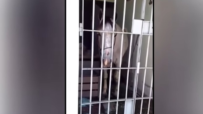 Kůň kopl do auta, za nebezpečné jednání skončil za mřížemi! VIDEO