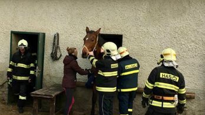 Záchrana koně zaklíněného v okně! Na pomoc přijeli hasiči