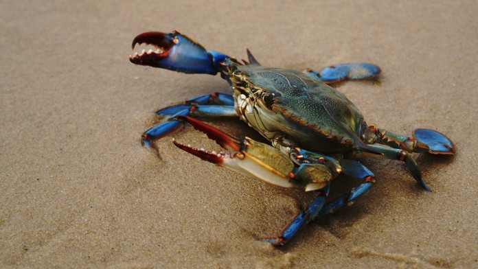 Krab modrý