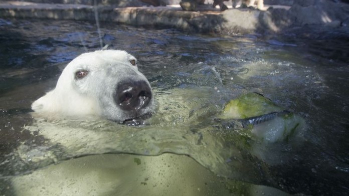 FOTO: V zoo krmili medvědy rybí zmrzlinou
