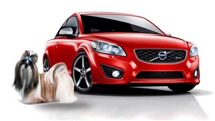 Pětikilový pejsek roztrhal Volvo