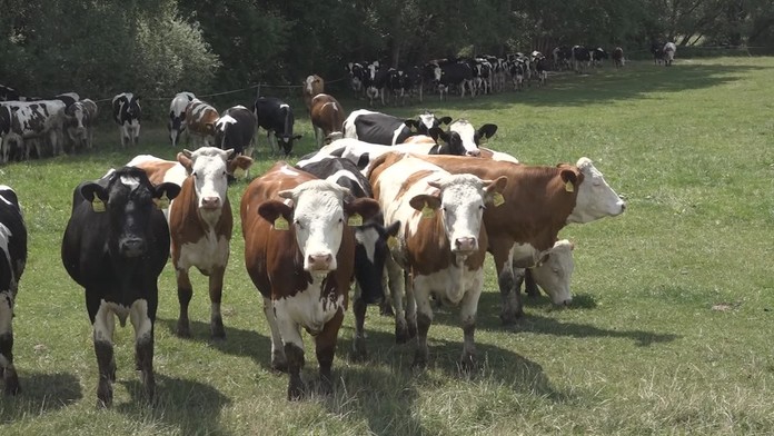 Nemoc šílených krav je po 10 letech zpět, na farmě našli nákazu